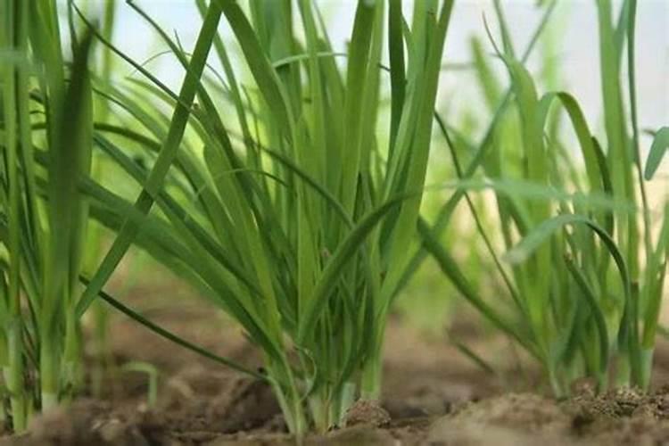 小麦苗弱打什么叶面肥