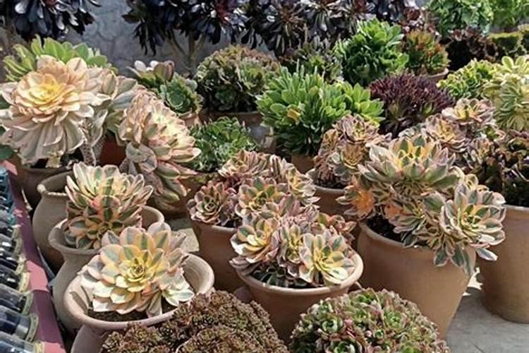 法师用什么肥料最好