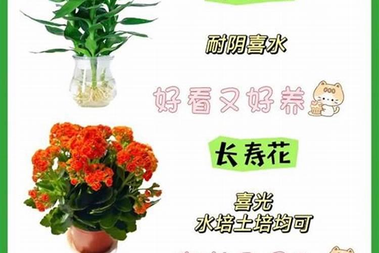 黑土地主要分布在哪里？