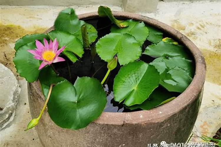 碗莲用什么肥料,怎么施肥