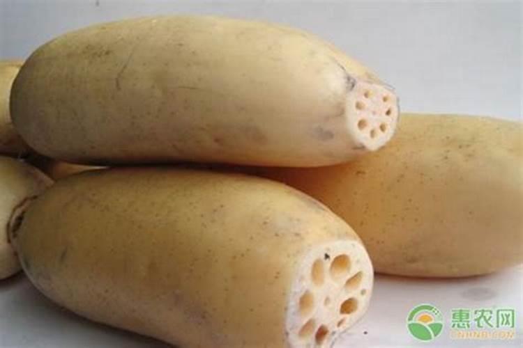 种莲藕用什么肥长得比较粗