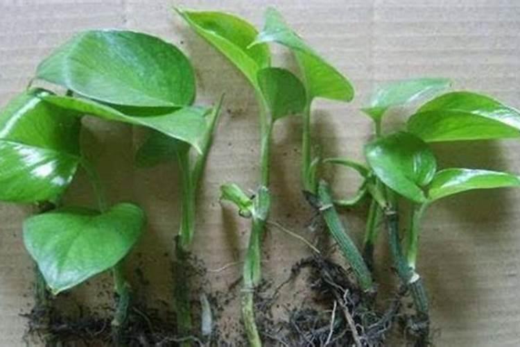 绿萝用什么肥料叶子绿,叶子不绿怎么办