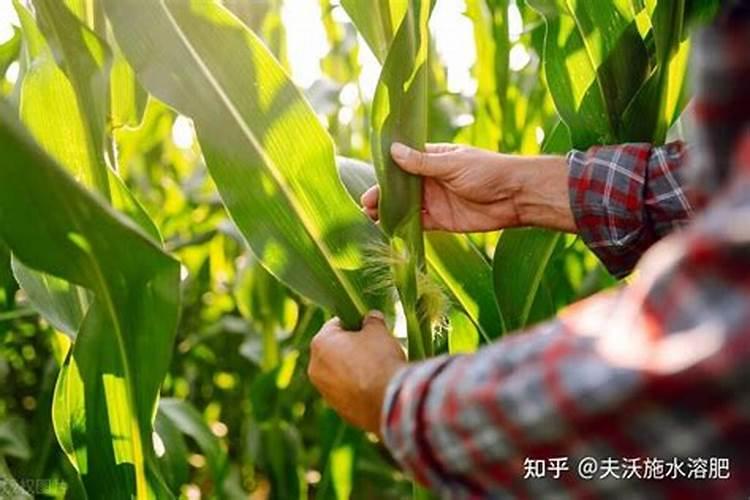 磷酸二氢钾用量大了怎么补救,症状是什么