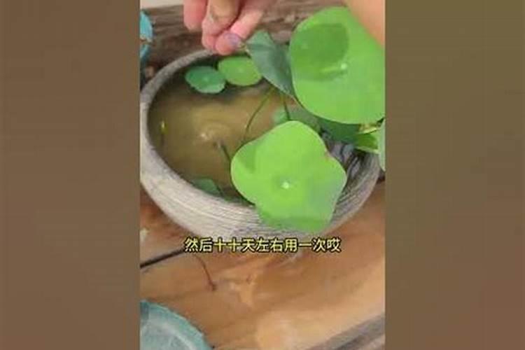微型碗莲红裙需要怎么施肥
