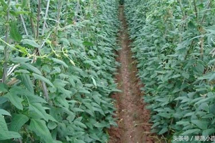 种植阳光玫瑰葡萄时,需要施什么肥呢？
