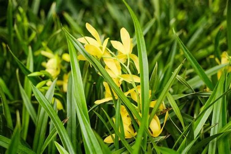 兰花什么时候施肥最好,兰花施肥用什么肥最好(氮磷钾肥)