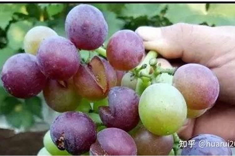 浙江能种的水果树大全