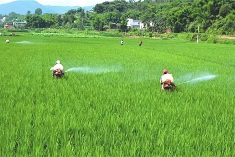 水稻肥料的使用,肥料过多如何补救