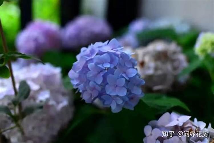 绣球花怎么施肥