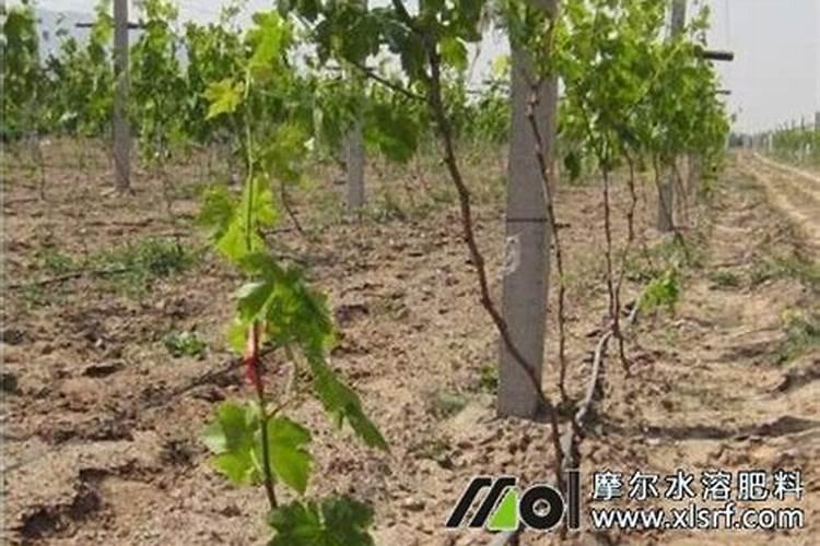 水溶肥知名品牌有哪些？