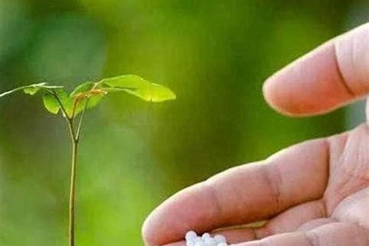 花草什么时候施肥最好 花草施肥时间