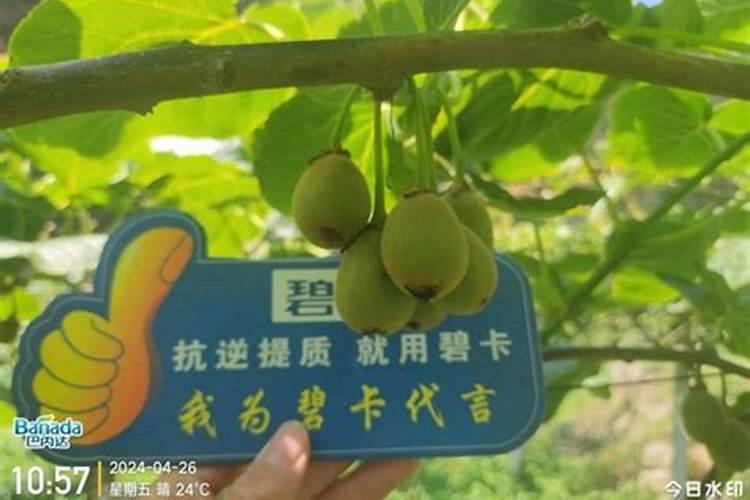 三种施肥法种好猕猴桃