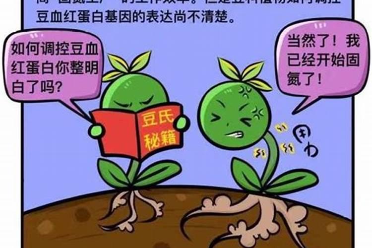 为什么豆类植物不需要施氮肥
