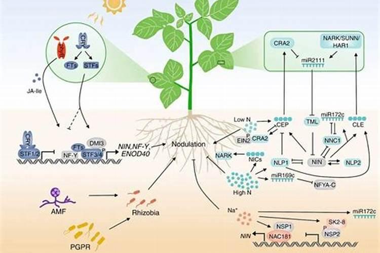 豆类植物固氮原理