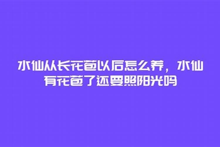 水仙花开花后怎么办