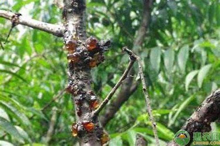 大樱桃树流胶与栽培第一年上肥有关系吗？