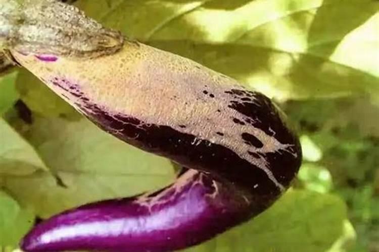 茄子用什么肥料高产