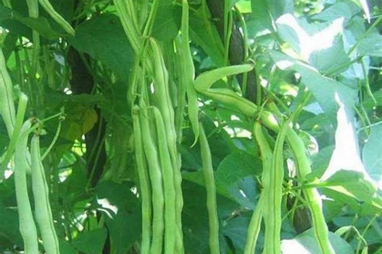 大棚架豆角抽蔓期能浇水追肥吗