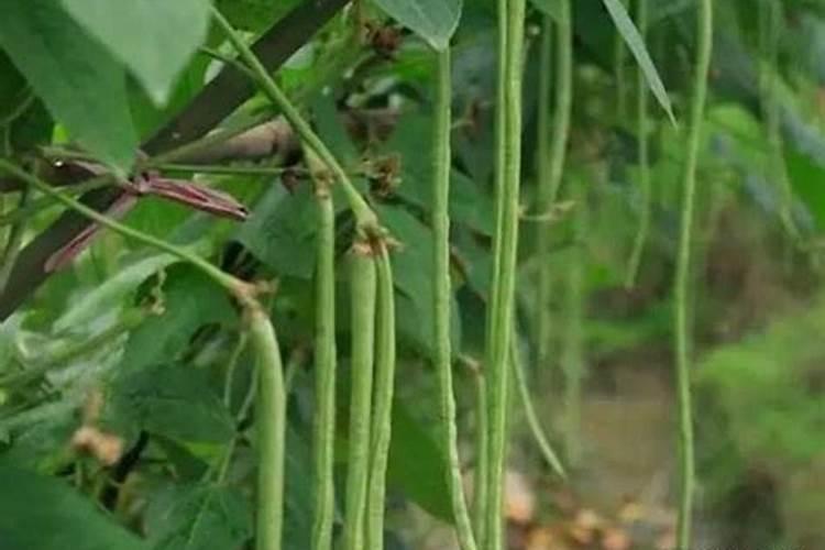 豆角日常如何管理