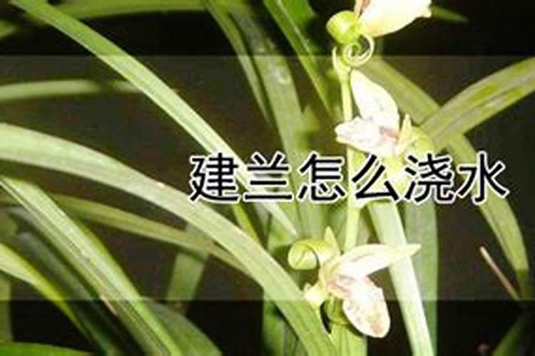 建兰怎么施肥 建兰如何施肥