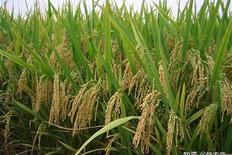 籼稻目前采用的施肥方案是什么？水稻吨田宝可以省多少肥？