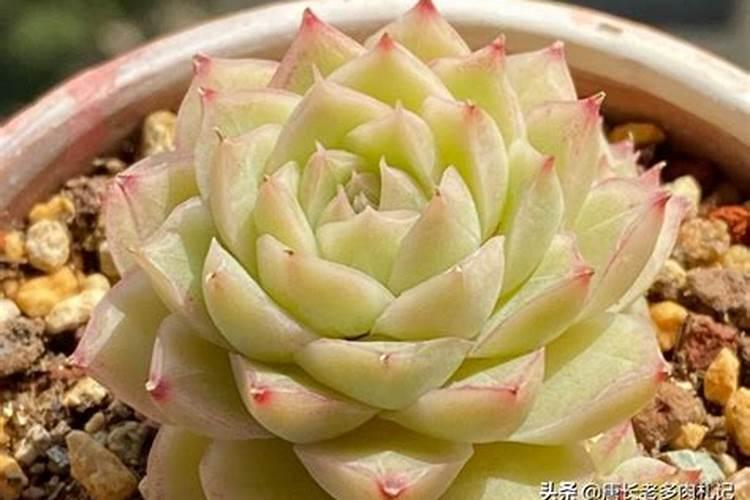 多肉杆子怎么养粗