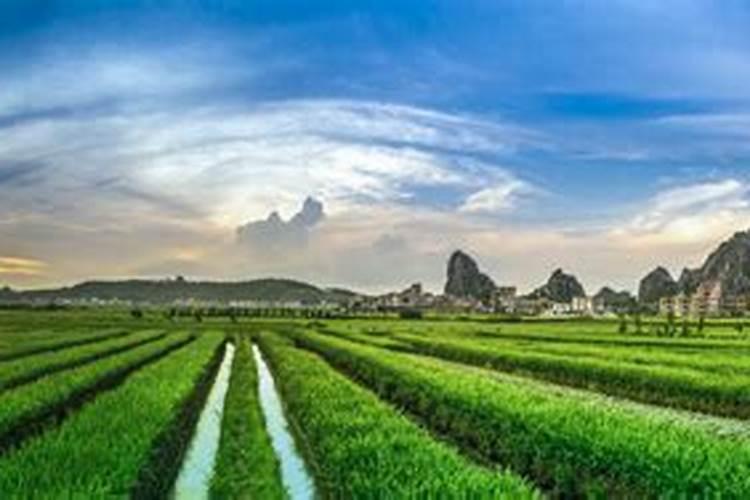 韭菜喷叶面肥用磷酸二氢钾好吗