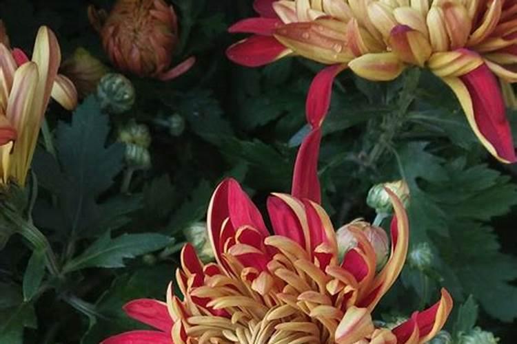 菊花现花蕾施什么肥菊花现花蕾施什么肥？