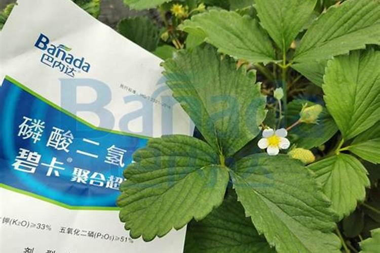 草莓施肥的方法