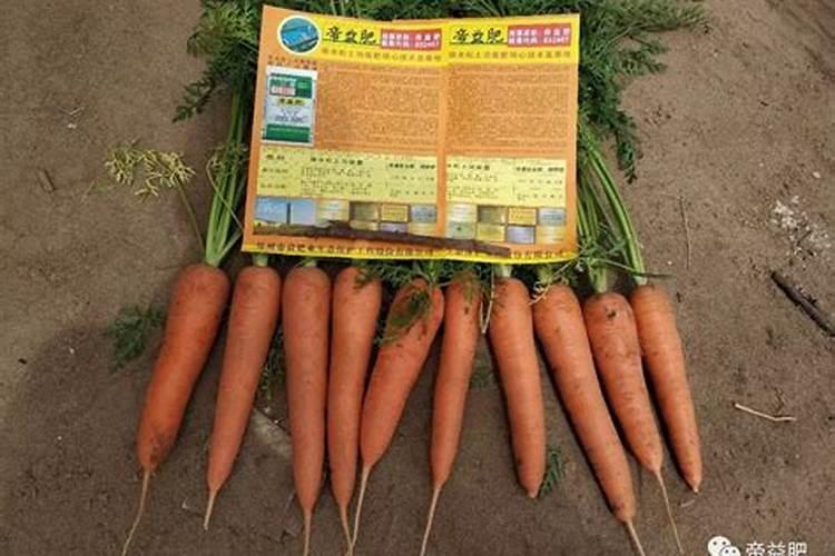 种植萝卜如何施硼肥呢？施硼肥的方法有哪些？