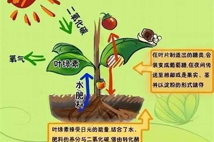 我想在水稻移栽前使用硫酸锌,大概每亩使用多少呢？