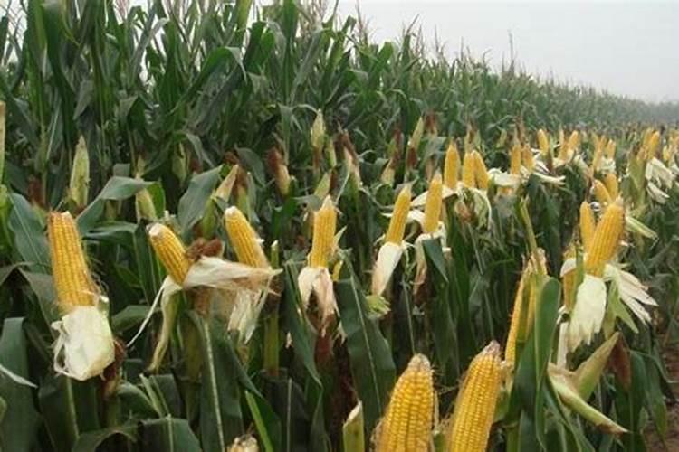 颗粒磷肥中含硫吗