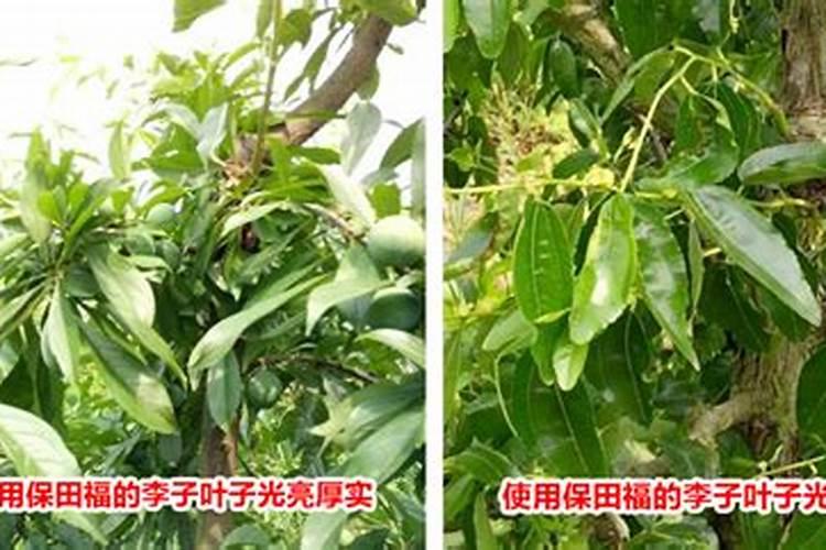 叶面肥可以当追肥吗？玉米面积大,尿素追肥不能及时,什么叶面肥可以替代...