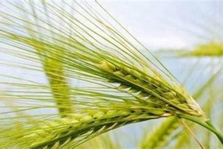 钾肥有哪些种类 钾肥的功效和使用方法