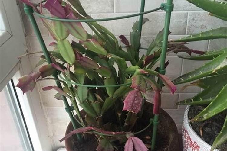 蟹爪兰开花应该用什么肥料 磷钾肥能促进花芽分化