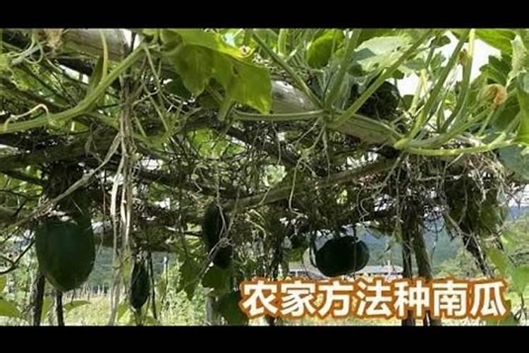 南瓜开花结果需要什么肥料