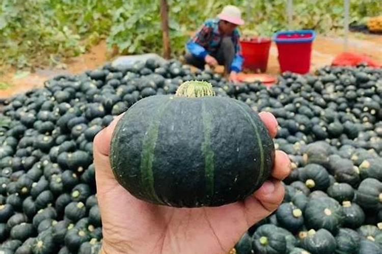 南瓜需要施什么肥料