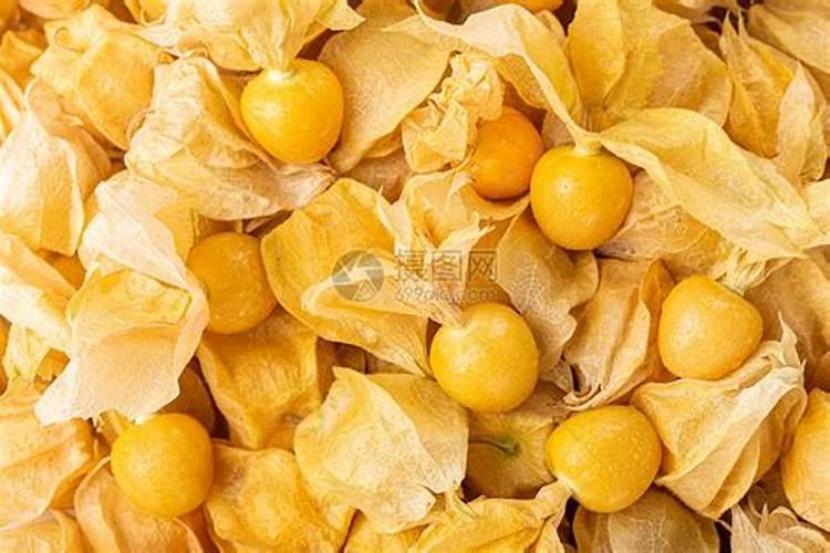 黄菇娘的种植注意事项是什么？