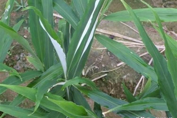 谁知道大姜怎么用肥？具体怎么用