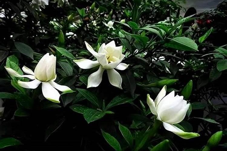 茶花、杜鹃、栀子适合浇硫酸亚铁吗