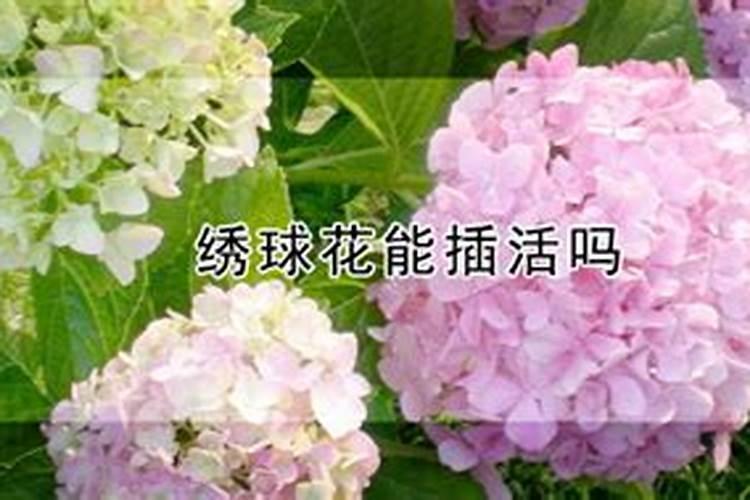 自制花肥最简单的方法,10种简单又有效的养花肥秘方