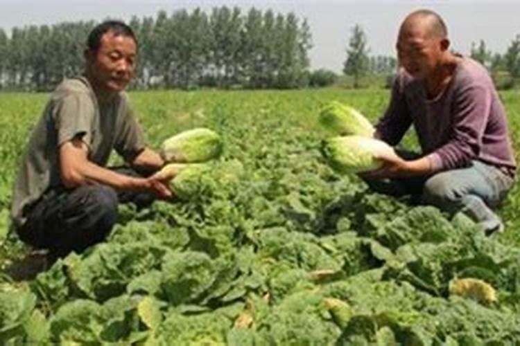 娃娃菜种植起垄过高好不好？