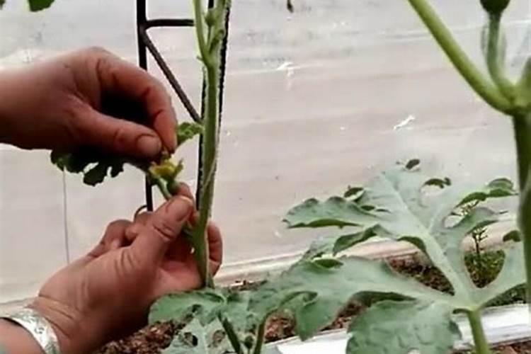 大棚西瓜授粉期间能打药吗