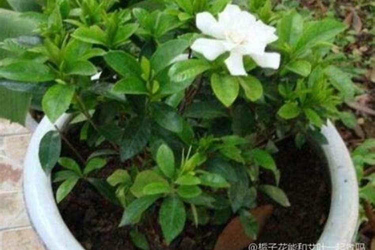 茉莉花肥可以给栀子花吗
