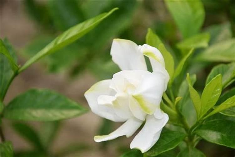 垂丝茉莉和栀子花能用同一种肥料吗