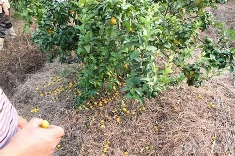 果树氮素过多会出现哪些症状？怎样防治？