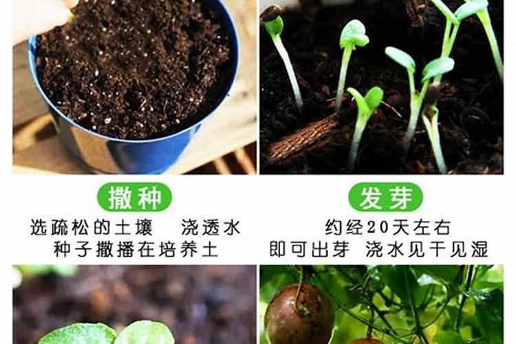 百香果开花的时候能施肥吗？