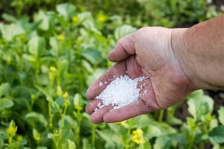 肥料碳铵的气味对人的身体有影响吗？