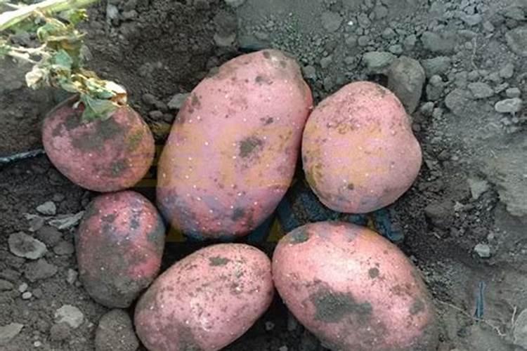 南方土豆如何施肥 南方土豆施肥时间和方法