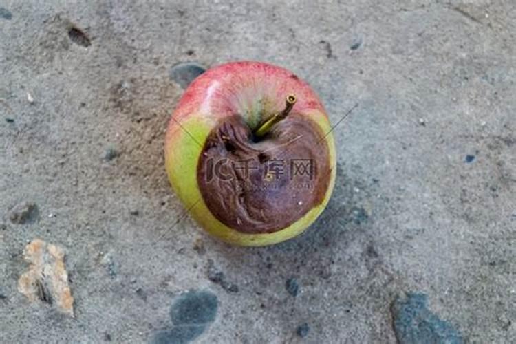 烂苹果可以做肥料吗